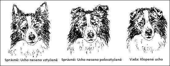 Stupeň 3: klešťový skus. G - vady chrupu Křivost, nebo zabarvení zubů nezpůsobená úrazem nebo jinou zjevnou a doložitelnou vnější příčinou. Psinkový chrup. Nadměrně opotřebované zuby vzhledem k věku.