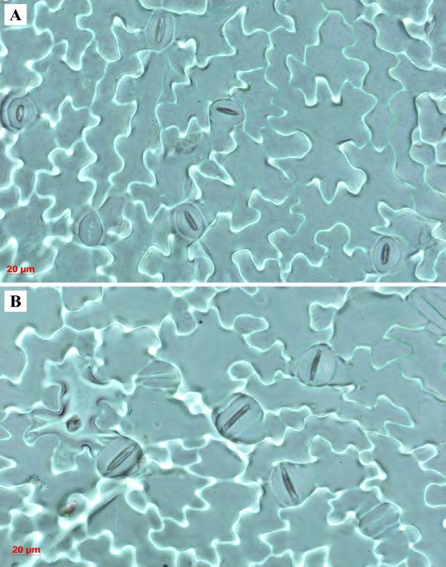 A B Obrázek 11: Srovnání velikosti průduchů u kontroly (A) a polyploidní