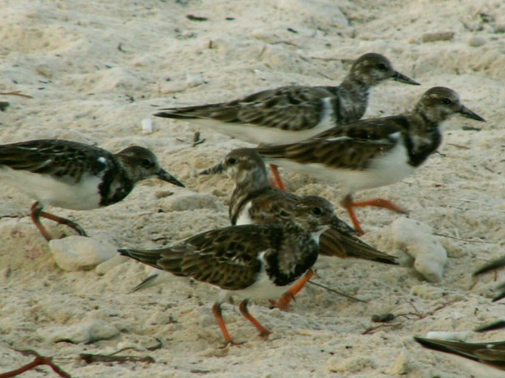 Arenaria