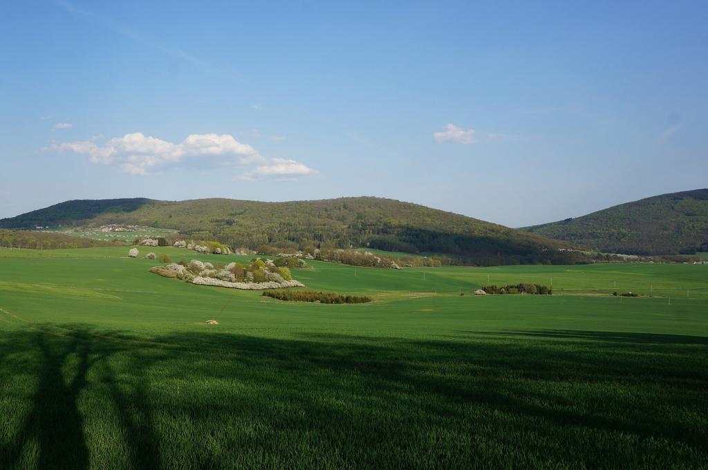 logicky patří lesní porosty na jižně orientovaných svazích do černýšových dubohabřin (Melampyro nemorosi-carpinetum) a břekových doubrav (Sorbo terminali-quercetum), vrcholové partie k habrovým