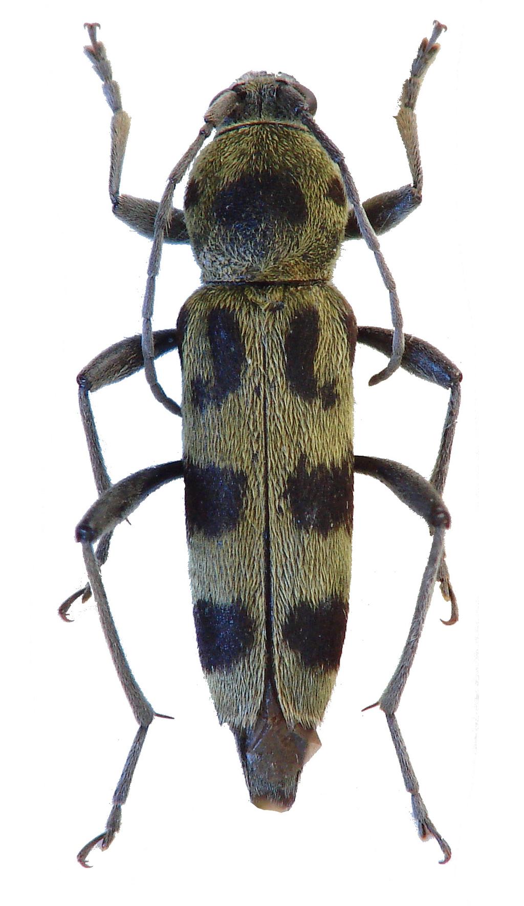 Calosoma sycophanta (Linnaeus, 1758) VU, B: Rejnek (1977), Zahradnický & Mackovčin (2004) V ČR velmi vzácný druh, který je stejně jako předchozí nezvěstný na většině území Čech a v současnosti známý