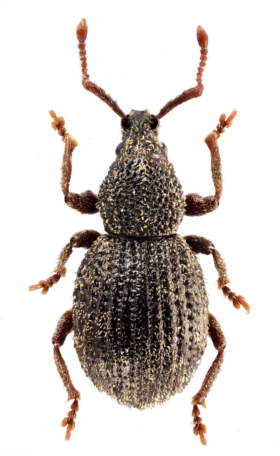 Západočeské entomologické listy (2018), 9: 1 3 ISSN 1804-3062 Příspěvek k seznamu nosatců (Coleoptera: Curculionoidea) Moravy (Česká republika) Jiří Stanovský 1 & Petr Boža 2 1 Na výspě 18, CZ-700 30