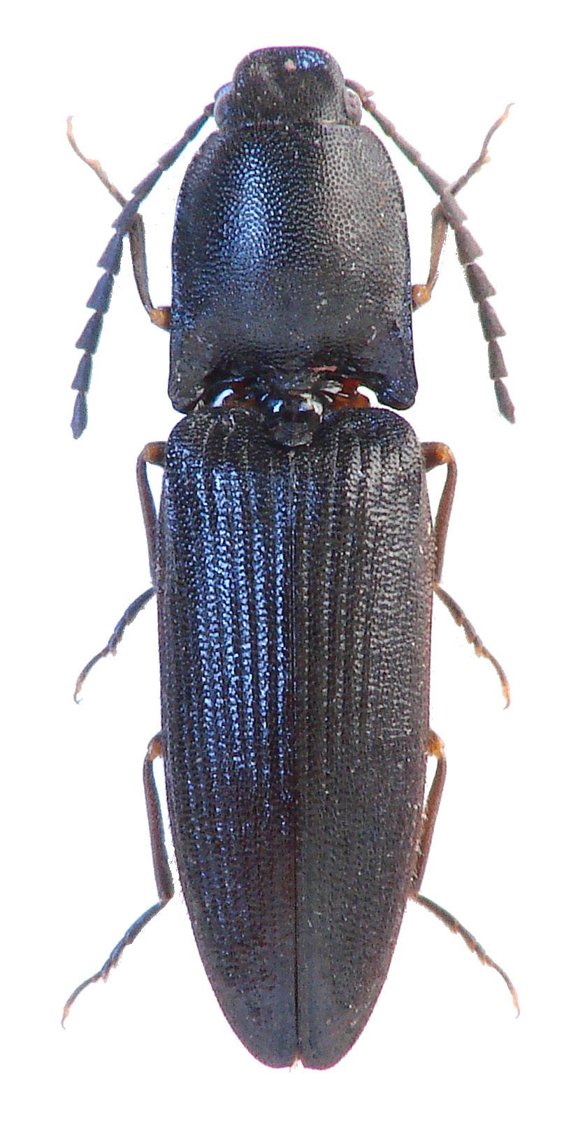 Elateridae Calambus bipustulatus (Linnaeus, 1767) B2: 8.XI.2004, 1 ex., 10.VI.2014; oba ex. SA lgt., det. et coll.; Mertlik (2016).