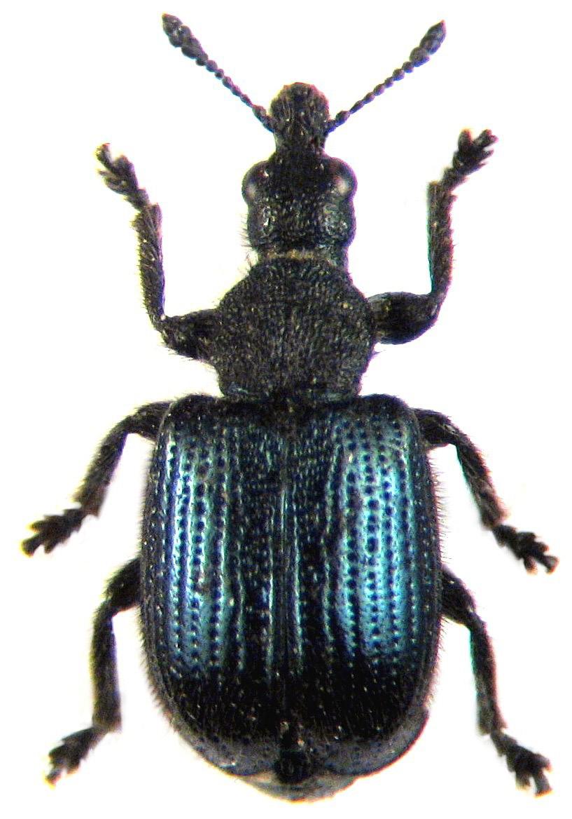 Rhynchitidae Chonostropheus tristis (Fabricius, 1794) NT (Obr. 15) B1: 5.V.2012, 2 ex., SA lgt. et coll., KP det.