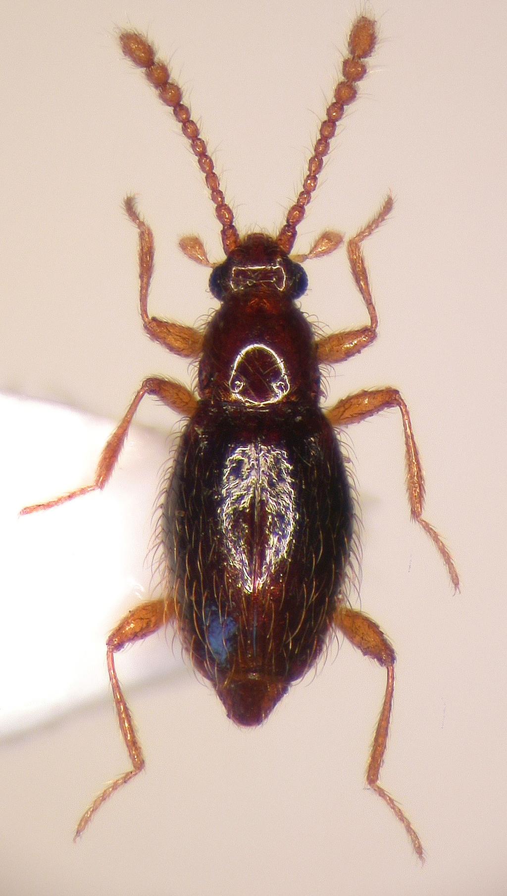 Západočeské entomologické listy (2018), 9: 4 6 ISSN 1804-3062 Faunistické zprávy ze západních Čech 11 Coleoptera: Staphylinidae, Tenebrionidae Kejval Z. & Sladký P.