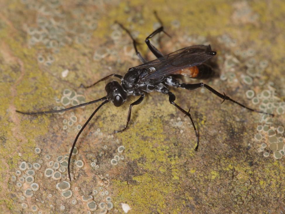 Pompilinae Agenioideus cinctellus (Spinola, 1808) 2. Západopalearktický druh, v ČR na výslunných místech v nižších a středních polohách hojný.