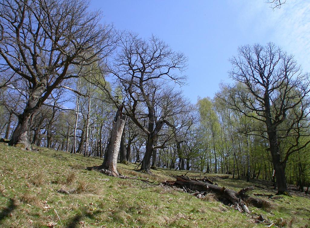 Obr. 3. Obora u obce Podražnice. Fig. 3. Game preserve near Podražnice village. doubravě (Obr. 3) prosevem hrabanky a dřevitého detritu u pařezů, převážně osídlených mravenci.