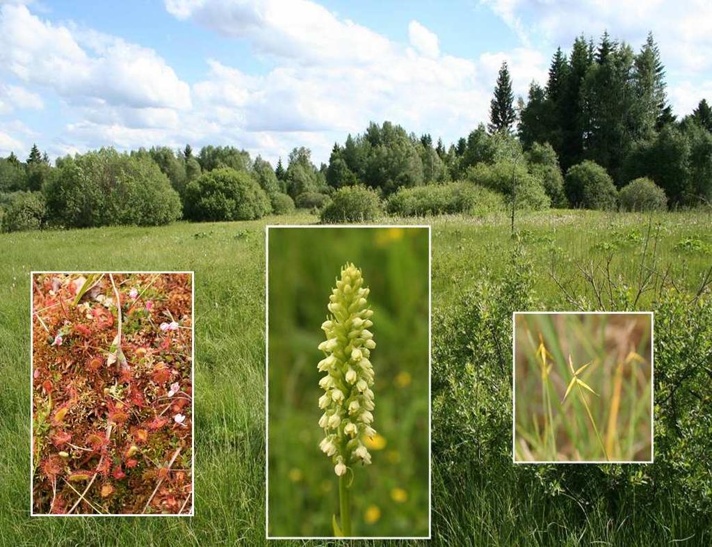 Botanický inventarizační průzkum Přírodní památky Pasecká slať Ester Ekrtová 1,2 & Eva Holá 1 2008 Odborná spolupráce: Libor Ekrt 1,2 1 Katedra botaniky, Přírodovědecká