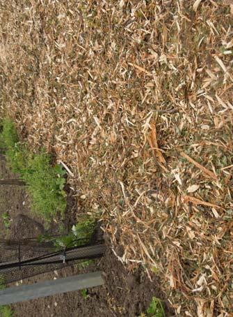 Hodnocení smyvu půdy Smyv půdy byl zjišťován záchytnými kapsami speciálně upravenými pro zadržení smyté půdy s možností volného odtoku vody.