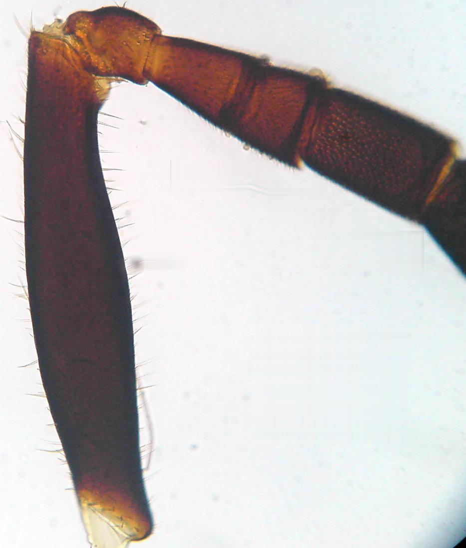 Tykadlo včely medonosné proximální část druhý článek tykadla= prstenec ( kolénko ) ( pedicellus )