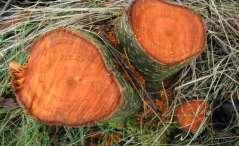 dřevo oranžové (po