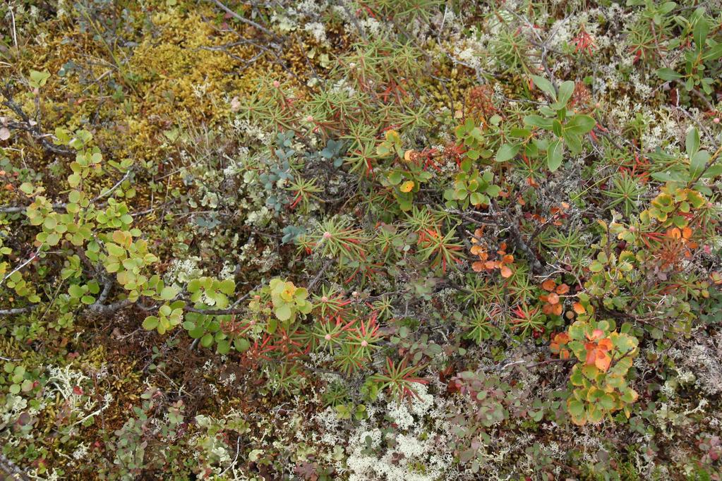 Keříčková tundra Betula nana, Rhododendron tomentosum,