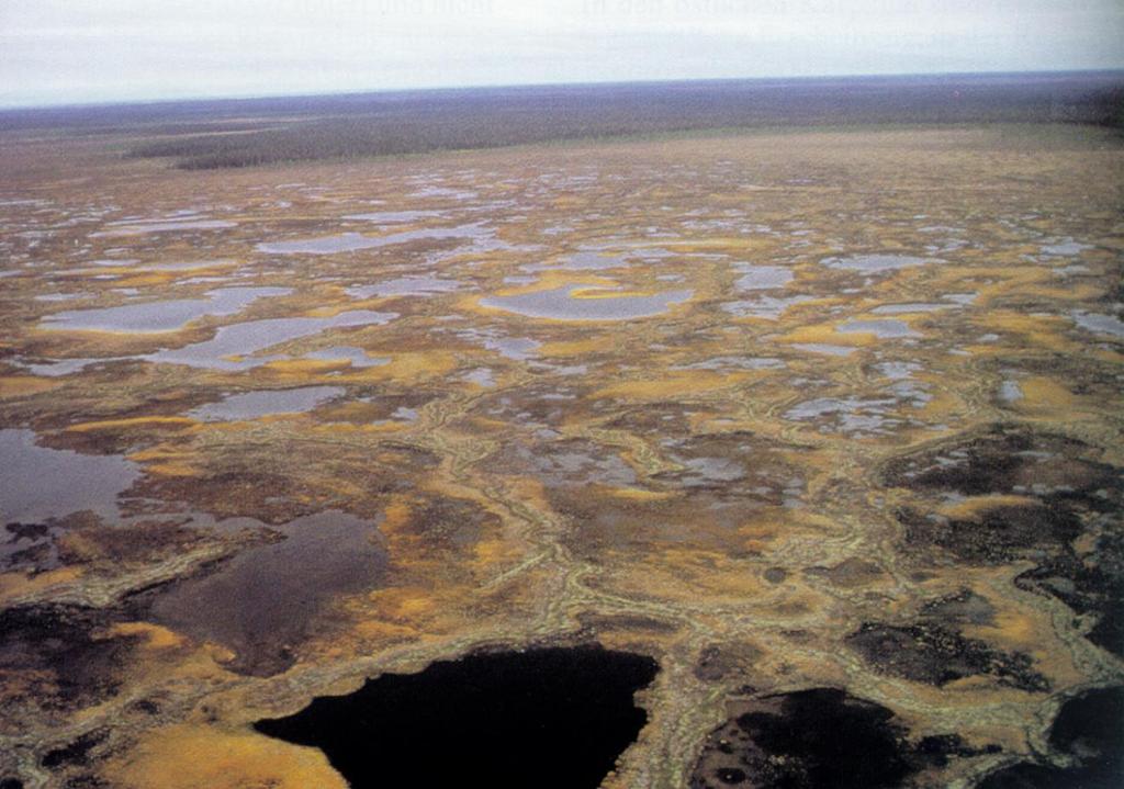 Rašeliniště Polygonální rašeliniště výskyt v SV Evropě v oblasti s chladným kontinentálním klimatem