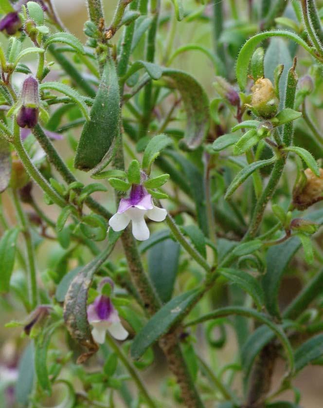 50 FLORISTIKA Zprávy Moravskoslezské pobočky ČBS 7,