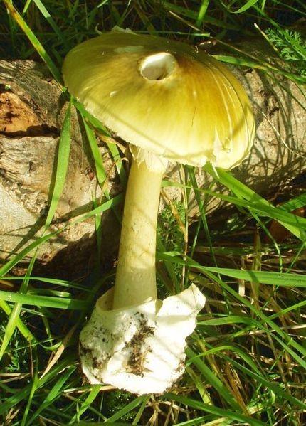 Některé jedovaté velké houby Poznáte