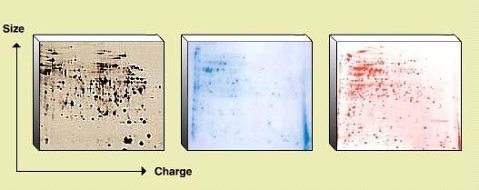 BARVENÍ PROTEINU V GELU Coomassie Blue R-250, Coomassie Blue G-250 Stříbro: kompatibilní s MS nekompatibilní s MS Sypro