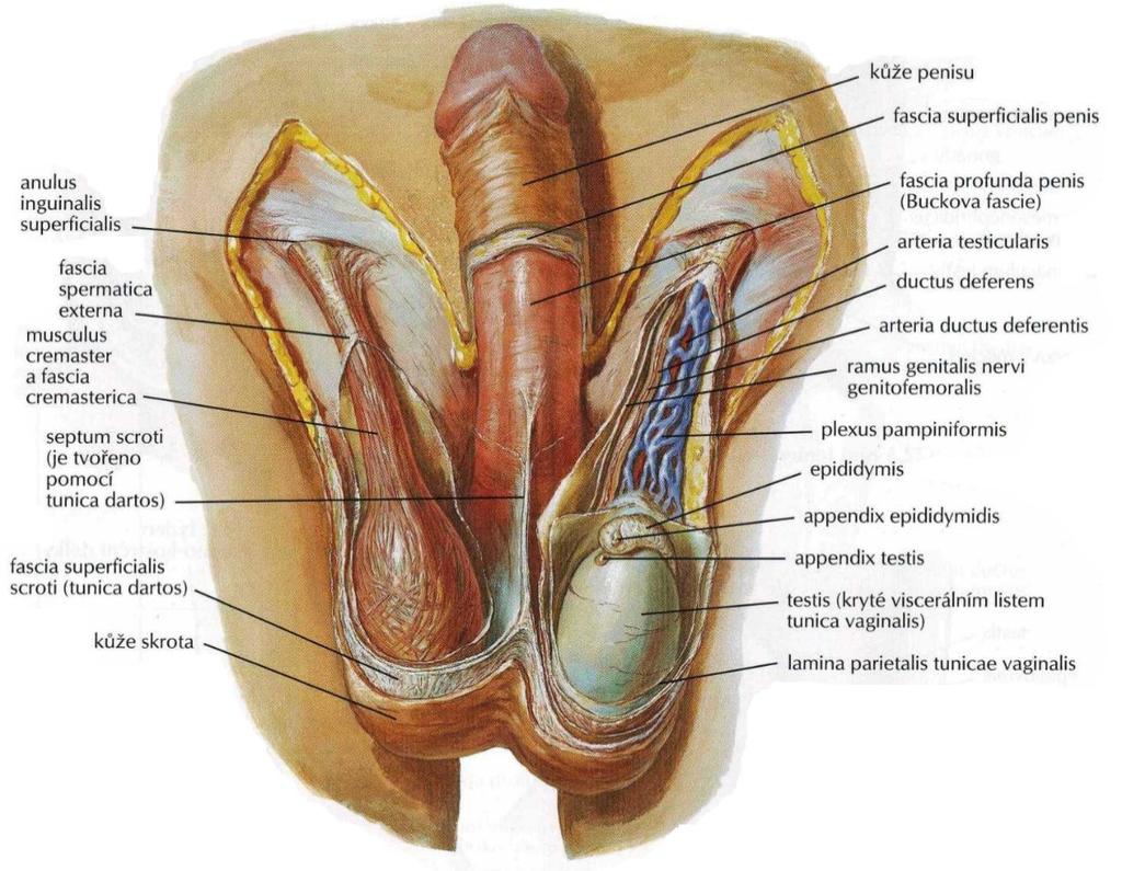 Frank H. Netterův anatomický atlas člověka.
