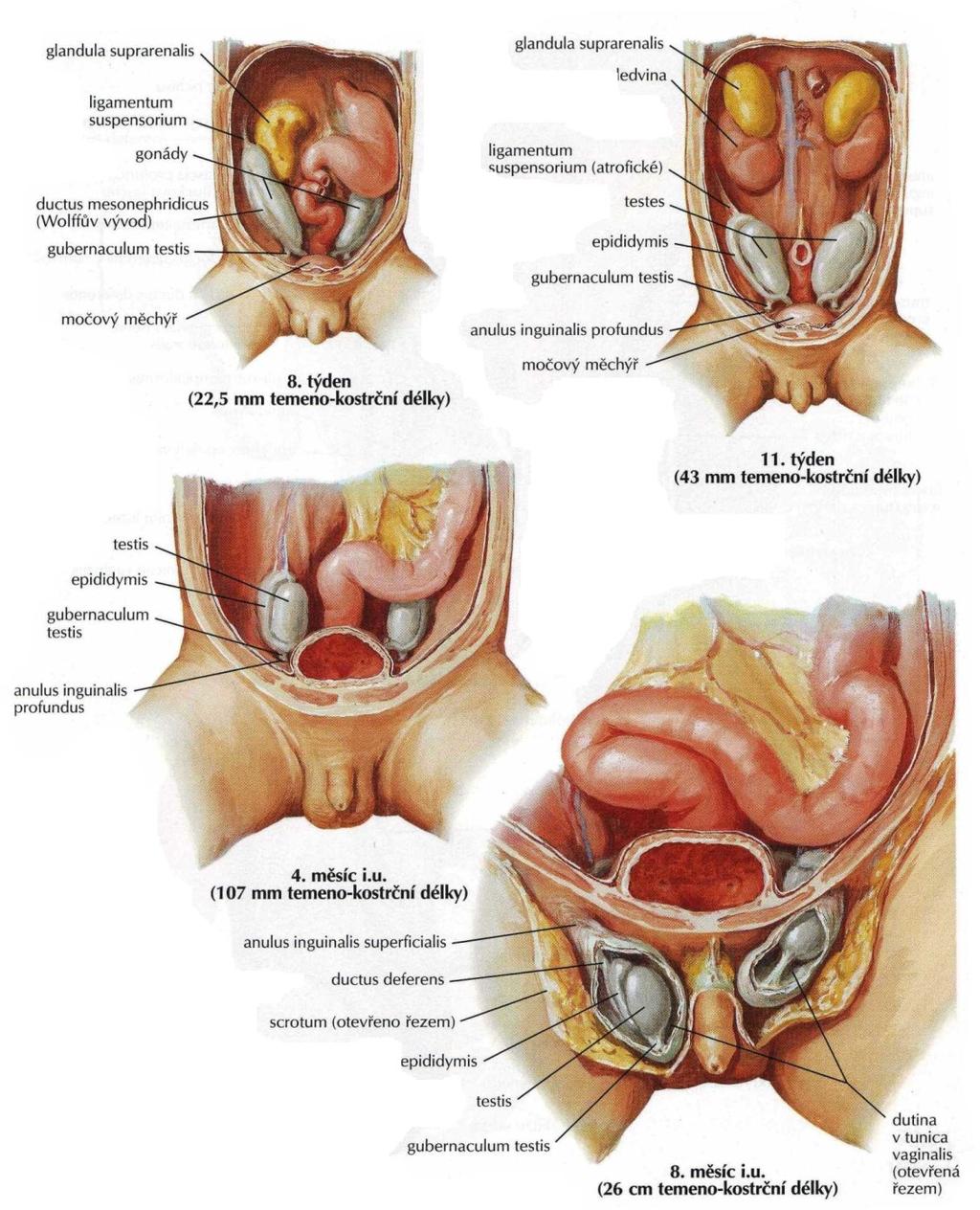 Obr. 4