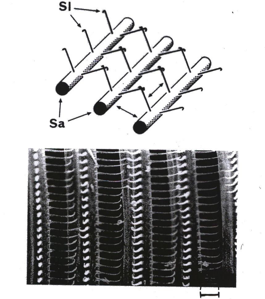 Struktura filtračního aparátu Daphnia: Sa primární brvy
