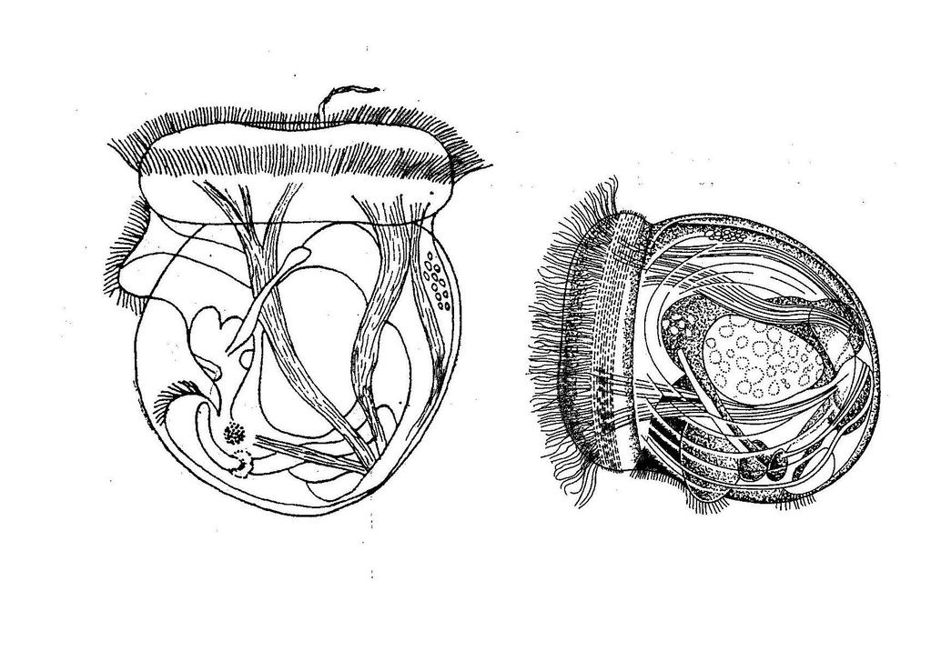 veligerová larva