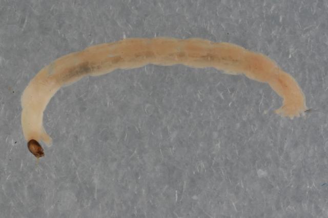 larva