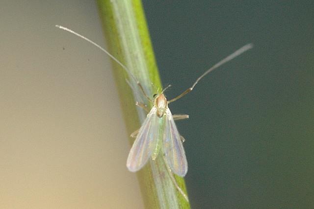 imago