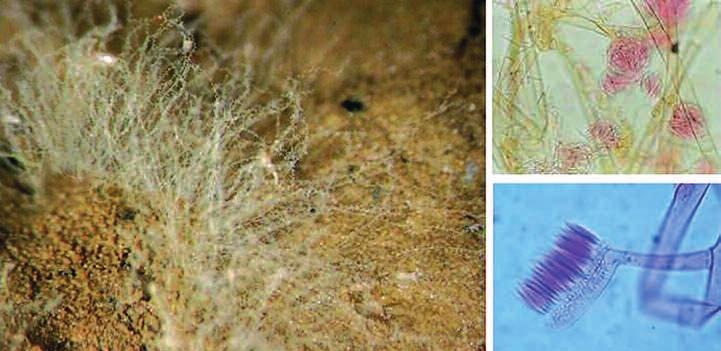 mnohonožek, stejnonožců a chvostoskoků) jsou méně nápadné vzhledem k ne - patrné velikosti, ale právě v nich se může vyskytovat skutečně specifické společenstvo mikroskopických hub. Např.