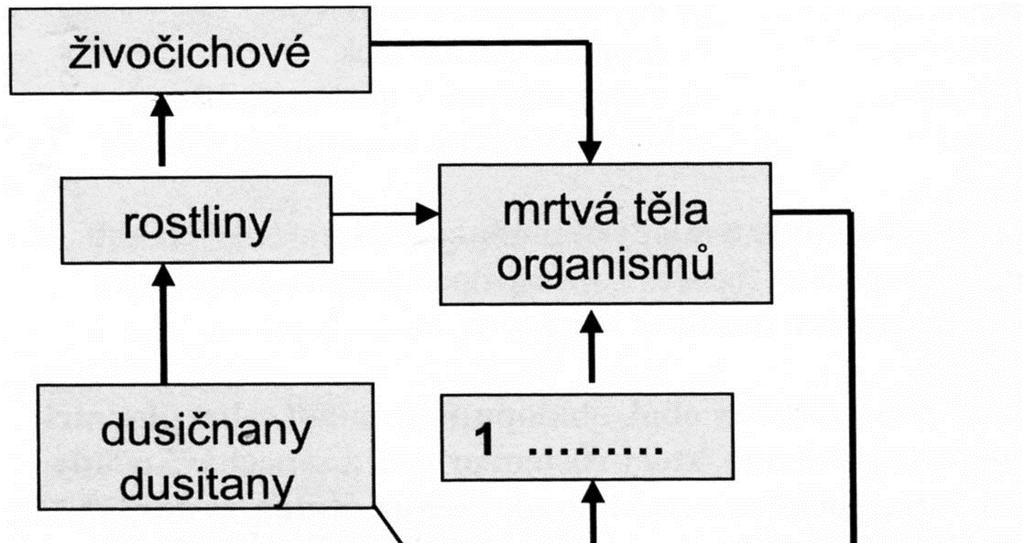 9. Nepravým plodem je a) tobolka b) šešule c) bobule d) malvice e) peckovice 10.