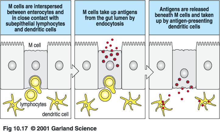 Peyerovy plaky transport Ag střevním epitelem je zajišťován M-buňkami (microfold) specializované enterocyty v subepiteliálních vrstvách jsou Ag zpracovány APC nebo