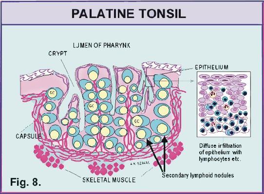Mandle při vstupu do hltanu je nahromaděno větší množství lymfatické tkáně v podobě tonsil (mandlí) Waldeyerův lymfatický kruh tonsilla pharyngea