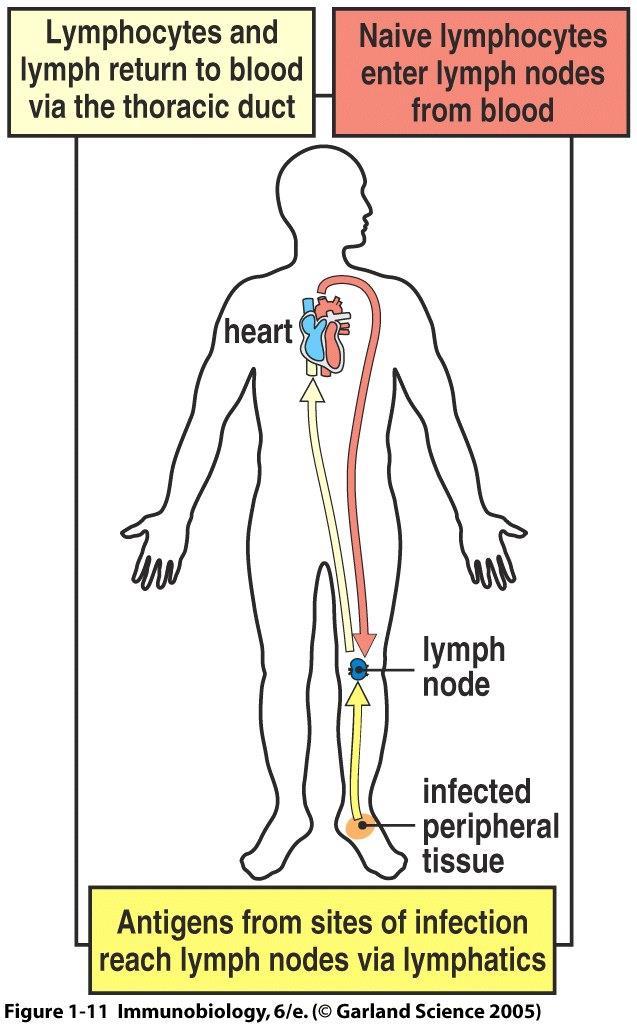 Osud antigenu v lymfatickém systému 1. interakce Ag s lymfatickým systémem (např. Payerovy plaky) 2. aktivace DC (např. LPS skrze TLR-4 a CD14) nezralá DC původ v kostní dřeni 3.