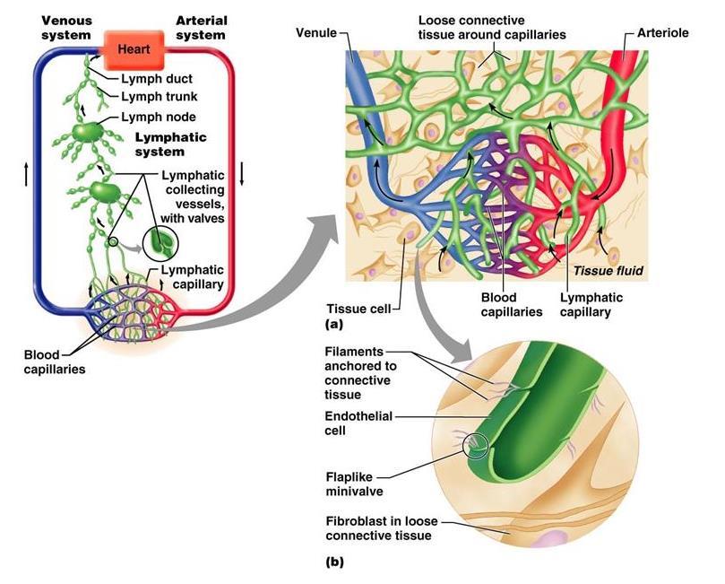 Lymfatický systém lymfokinetika: krevní kapiláry
