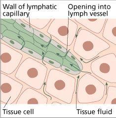 Lymfatické kapiláry začátek lymfatického systému - slepé výběžky mízních vlásečnic (stěny