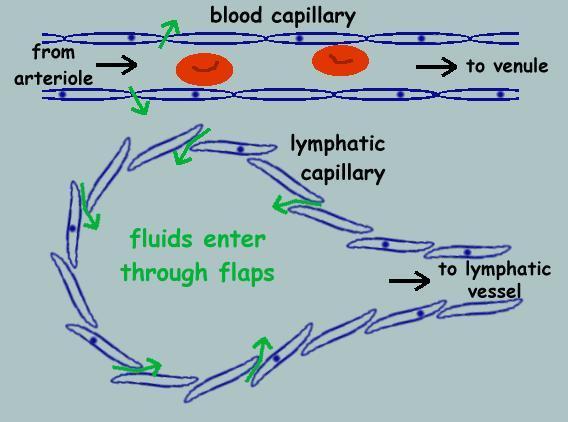 lymfou povrch je tvořen endoteliálními buňkami s kotvícími filamenty do okolní tkáně se