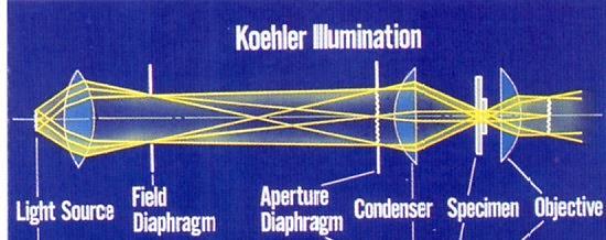 Kőhlerovo osvětlení Při tomto osvětlení zobrazuje kondenzor clonu zdroje světla (polní clonu) do předmětové roviny objektivu a