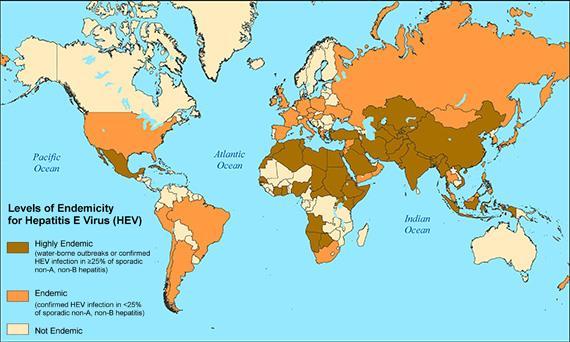 Virové infekce - hepatotropní viry