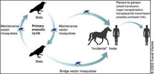 Epidemiologické údaje WNV Přenos ze zvířete na člověka - Expozice poštípání komárem v oblasti A) s endemickým výskytem WNV u koní a ptáků B) s