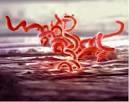 Bakteriální infekce Spirochety (jemné spirální bakterie) Treponema pallidum Je původcem venerické syfilis Přenos: infikuje pouze člověka, přenos zejména pohlavním stykem (90%), transplacentárně z