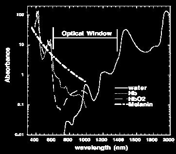 Obrázek 1: Optické okno ve tkáni (Castano a kol 2004) První použitý světelný zdroj pro fotodynamickou terapii byla tradiční žárovka emitující nesouvislé záření v širokém spektru vlnových délek, která