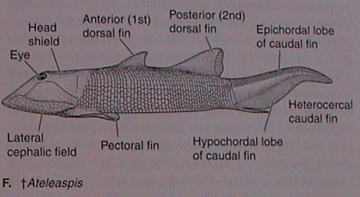 Agnatha - vymřelí Galeaspida devon Čína,