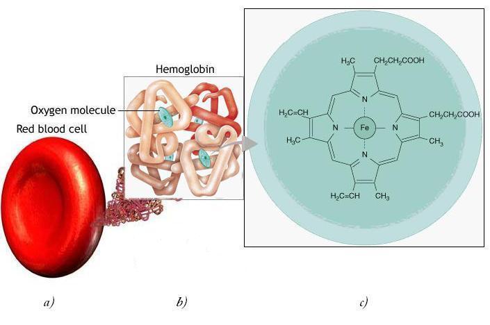 Vlastní hemoglobin má čtyři subjednotky, každou tvoří polypeptidový řetězec, ke kterému je připojena skupina zvaná hem. Hem je sloučenina s centrálním atomem železa, který váže kyslík.