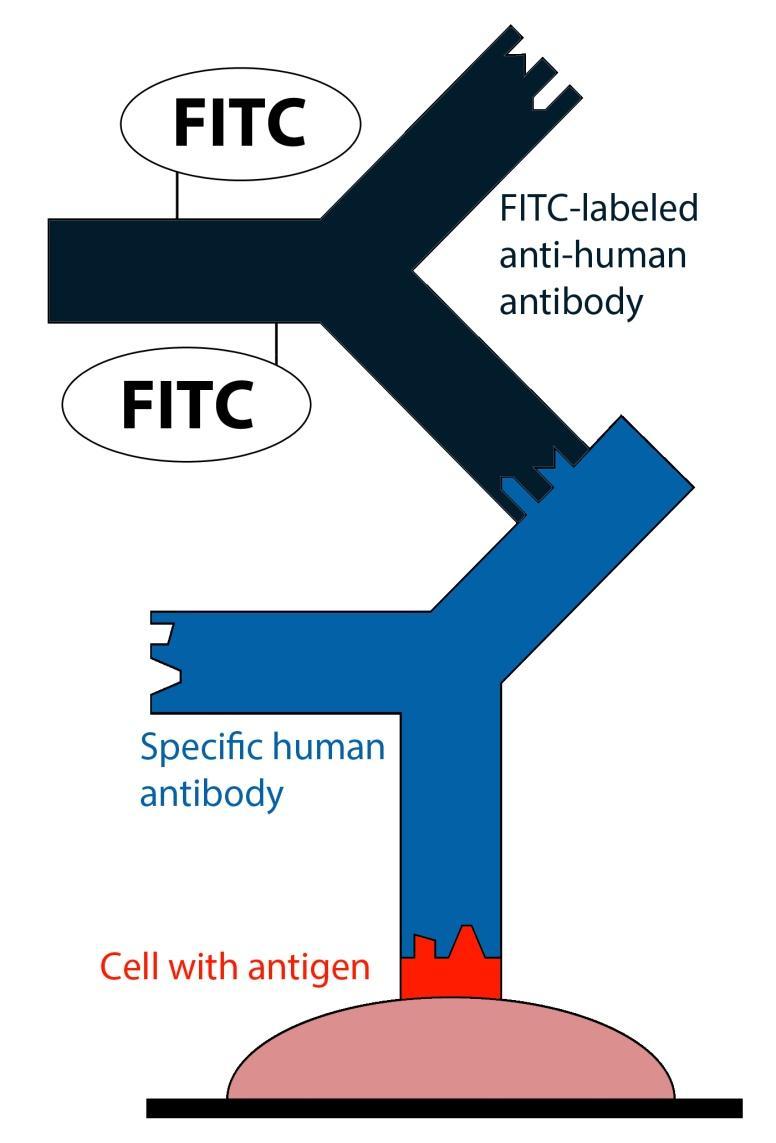 Konjugát IMUNOFLUORESCENCE - protilátka s navázaných fluorescenčním barvivem (fluorochromem) - nejčastěji používaný flourochrom je FITC (fluoresceinizothiokyanát) - excitační/emisní vlnová délka