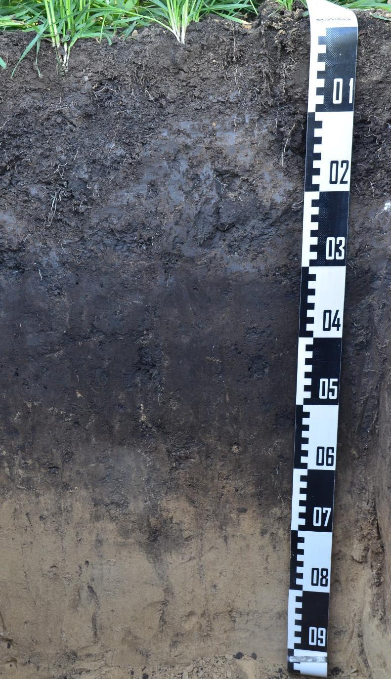 Lokalita Litobratřice 45 km jižně od Brna Kukuřičná výrobní oblast nadmořská výška 210 m roční srážky 461 mm Průměrná roční teplota 9-10 C Půdní typ - Degradovaná