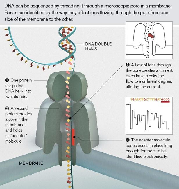 a protein nanopore, sequencing in real-time as
