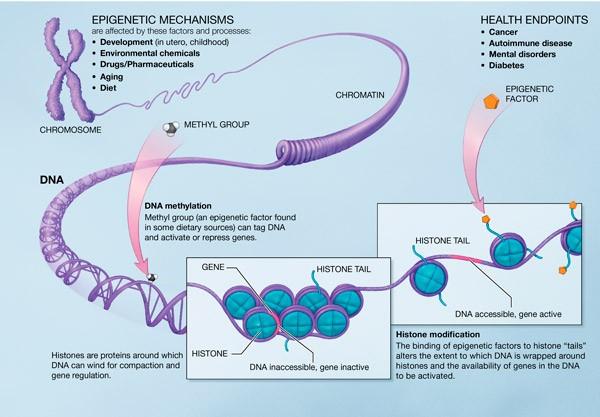 Epigenomika DNA metylace C Met-C, snížená exprese