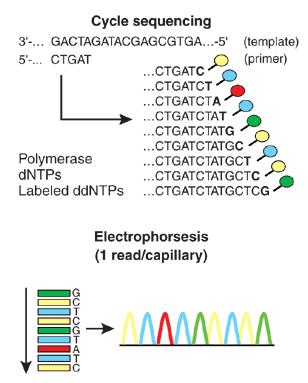 Sekvenování DNA Vytvoření různě dlouhých fragmentů DNA Dideoxy-NTPs