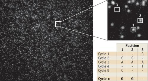 PCR amplifikace jednotlivých DNA fragmentů nebo Sekvenování jednotlivých DNA fragmentů = Single molecule sequencing Sekvence je čtena při syntéze nového řetězce Technologie a přístroje přizpůsobeny