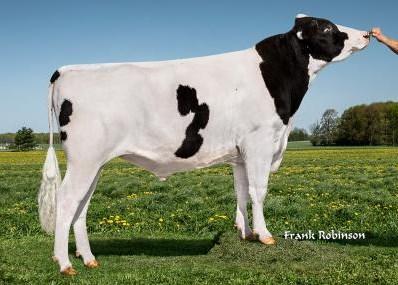 MOGUL x ROBUST USAM000072128125 Datum Narození 20.12.2012 12.