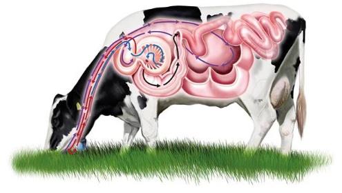 TRÁVENÍ U PŘEŽVÝKAVCŮ Ruminální fermentace (61 až 85 %) mikrobiální trávení v bachoru - neenzymatické trávení fermentace v předžaludcích přeměna většiny živin z krmiva Postruminální fermentace zbytky