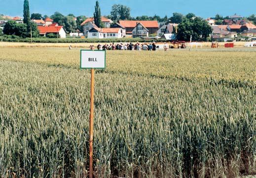 Pšenice ozimá Pšenice ozimá I významné hospodářské vlastnosti odrůd ( ) Pekařská jakost EA E E A A A A A A A A A A A A A A A Intenzita % v t.